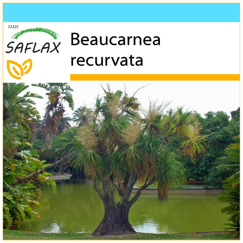 SAFLAX Geschenk Set - Flaschenbaum - Beaucarnea - 10 Samen