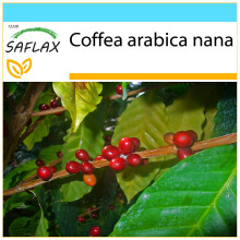 SAFLAX Geschenk Set - Zwergkaffee - Coffea - 8 Samen