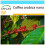 SAFLAX Geschenk Set - Zwergkaffee - Coffea - 8 Samen 1