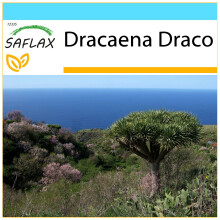 SAFLAX Geschenk Set - Drachenbaum - Dracaena - 5 Samen