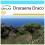 SAFLAX Geschenk Set - Drachenbaum - Dracaena - 5 Samen 1