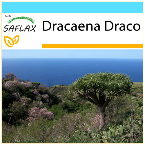 SAFLAX Geschenk Set - Drachenbaum - Dracaena - 5 Samen