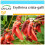SAFLAX Geschenk Set - Korallenstrauch - Erythrina - 6 Samen 1