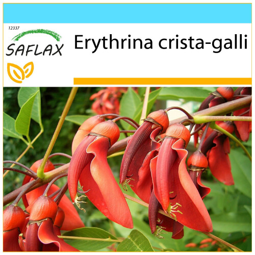 SAFLAX Geschenk Set - Korallenstrauch - Erythrina - 6 Samen