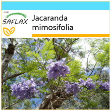 SAFLAX Geschenk Set - Jacaranda - Jacaranda - 50 Samen