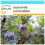SAFLAX Geschenk Set - Jacaranda - Jacaranda - 50 Samen 1