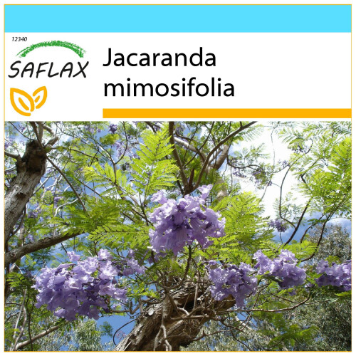 SAFLAX Geschenk Set - Jacaranda - Jacaranda - 50 Samen
