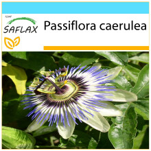 SAFLAX Geschenk Set - Passionsblume - Passiflora - 25 Samen
