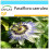 SAFLAX Geschenk Set - Passionsblume - Passiflora - 25 Samen 1