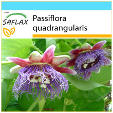 SAFLAX Geschenk Set - Königsgranadilla - Passiflora - 12 Samen