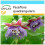 SAFLAX Geschenk Set - Königsgranadilla - Passiflora - 12 Samen 1