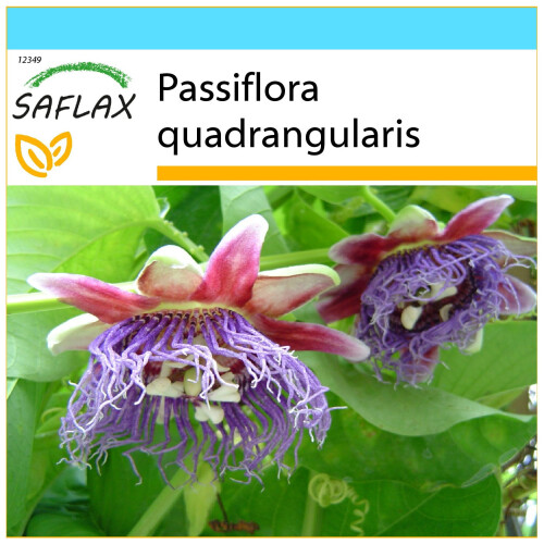 SAFLAX Geschenk Set - Königsgranadilla - Passiflora - 12 Samen