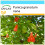 SAFLAX Geschenk Set - Zwerg - Granatapfel - Punica - 50 Samen 1