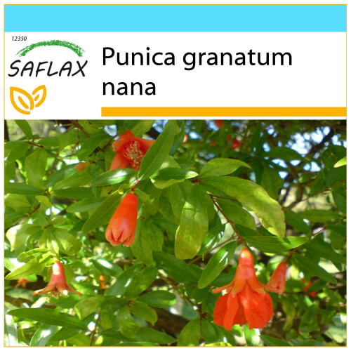 SAFLAX Geschenk Set - Zwerg - Granatapfel - Punica - 50 Samen