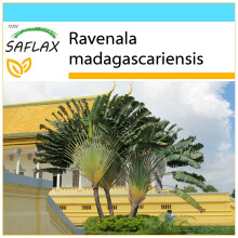 SAFLAX Geschenk Set - Baum des Reisenden - Ravenala - 8 Samen