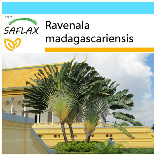 SAFLAX Geschenk Set - Baum des Reisenden - Ravenala - 8 Samen