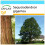 SAFLAX Geschenk Set - Berg - Mammutbaum - Sequoiadendron - 50 Samen 1