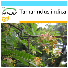 SAFLAX Geschenk Set - Tamarinde - Tamarindus - 4 Samen