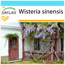 SAFLAX Geschenk Set - Blauregen - Wisteria - 4 Samen