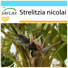 SAFLAX Geschenk Set - Paradiesvogelblume - Strelitzia - 5 Samen