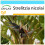 SAFLAX Geschenk Set - Paradiesvogelblume - Strelitzia - 5 Samen 1