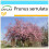 SAFLAX Geschenk Set - Blütenkirsche - Prunus - 30 Samen 1