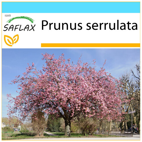 SAFLAX Geschenk Set - Blütenkirsche - Prunus - 30 Samen