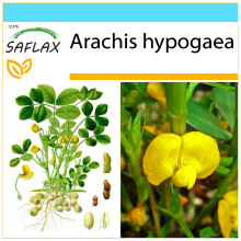 SAFLAX Geschenk Set - Erdnuß - Arachis - 8 Samen