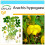 SAFLAX Geschenk Set - Erdnuß - Arachis - 8 Samen 1
