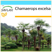 SAFLAX Geschenk Set - Hanfpalme - Chamaerops - 10 Samen