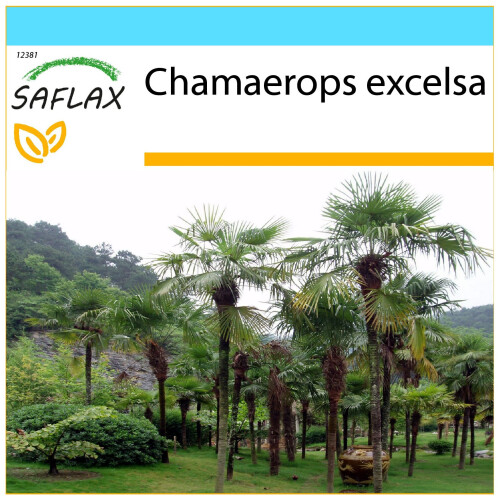 SAFLAX Geschenk Set - Hanfpalme - Chamaerops - 10 Samen