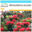 SAFLAX Geschenk Set - Eisenholzbaum - Metrosideros - 300 Samen 1
