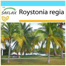 SAFLAX Geschenk Set - Königspalme - Roystonia - 8 Samen