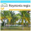 SAFLAX Geschenk Set - Königspalme - Roystonia - 8 Samen 1