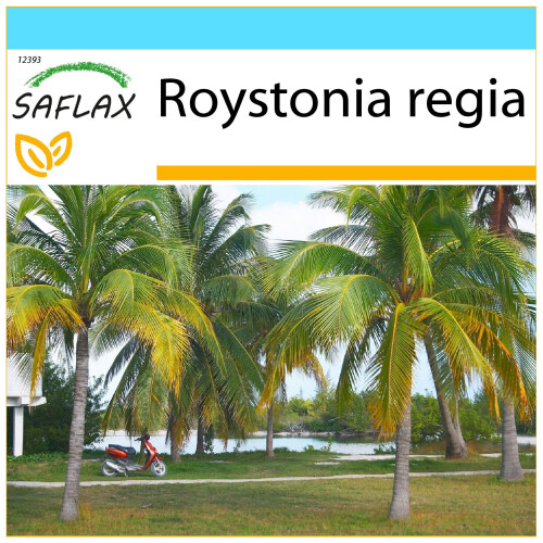 SAFLAX Geschenk Set - Königspalme - Roystonia - 8 Samen