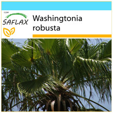 SAFLAX Geschenk Set - Fächerpalme - Washingtonia - 12 Samen