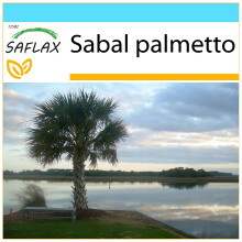 SAFLAX Geschenk Set - Palmettopalme - Sabal - 8 Samen