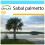 SAFLAX Geschenk Set - Palmettopalme - Sabal - 8 Samen 1