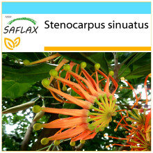 SAFLAX Geschenk Set - Feuerradbaum - Stenocarpus - 20 Samen