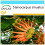 SAFLAX Geschenk Set - Feuerradbaum - Stenocarpus - 20 Samen 1