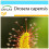 SAFLAX Geschenk Set - Sonnentau - Drosera - 200 Samen 1