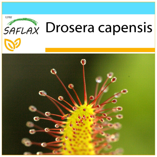SAFLAX Geschenk Set - Sonnentau - Drosera - 200 Samen