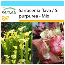 SAFLAX Geschenk Set - Kannenpflanze - Sarracenia - 10 Samen