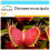 SAFLAX Geschenk Set - Venus - Fliegenfalle - Dionaea - 10 Samen 1