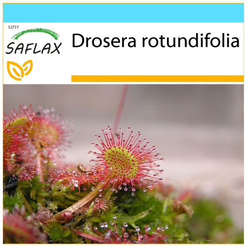 SAFLAX Set regalo - Rosolida - 50 semi - Drosera