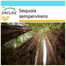 SAFLAX Geschenk Set - Küsten - Mammutbaum - Sequoia - 50 Samen