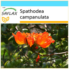 SAFLAX Geschenk Set - Tulpenbaum - Spathodea - 30 Samen