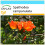 SAFLAX Geschenk Set - Tulpenbaum - Spathodea - 30 Samen 1