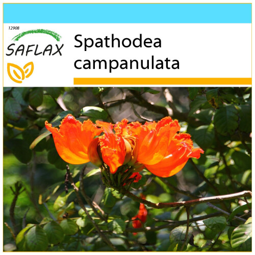 SAFLAX Geschenk Set - Tulpenbaum - Spathodea - 30 Samen