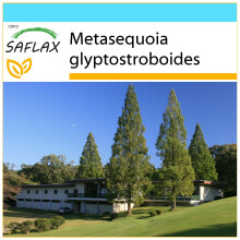 SAFLAX Geschenk Set - Urwelt - Mammutbaum - Metasequoia - 60 Samen